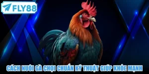Cách nuôi gà chọi