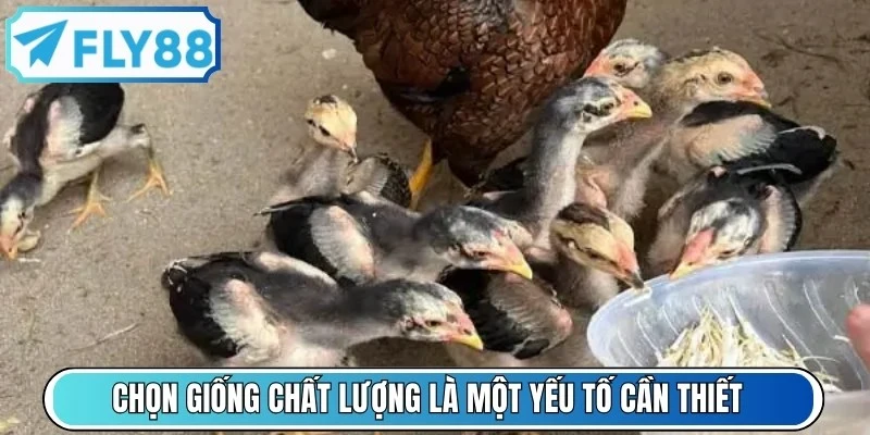 Chọn giống chất lượng là một yếu tố cần thiết trong cách nuôi gà chọi