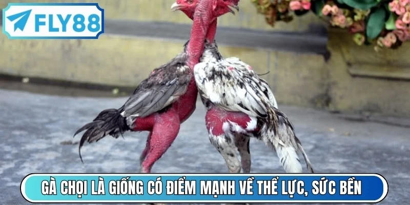 Gà chọi là giống có điểm mạnh về thể lực, sức bền và tinh thần chiến đấu