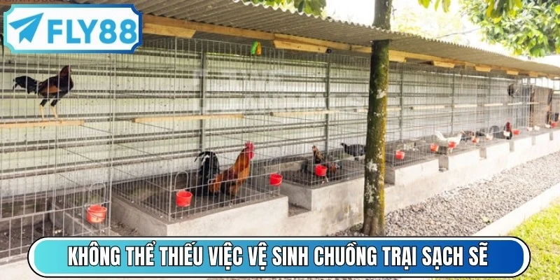 Cách nuôi gà chọi đúng chuẩn không thể thiếu việc vệ sinh chuồng trại sạch sẽ