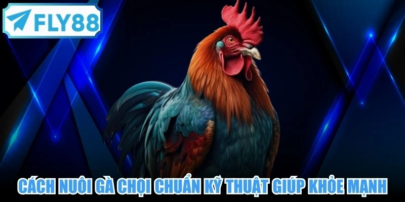 Cách nuôi gà chọi