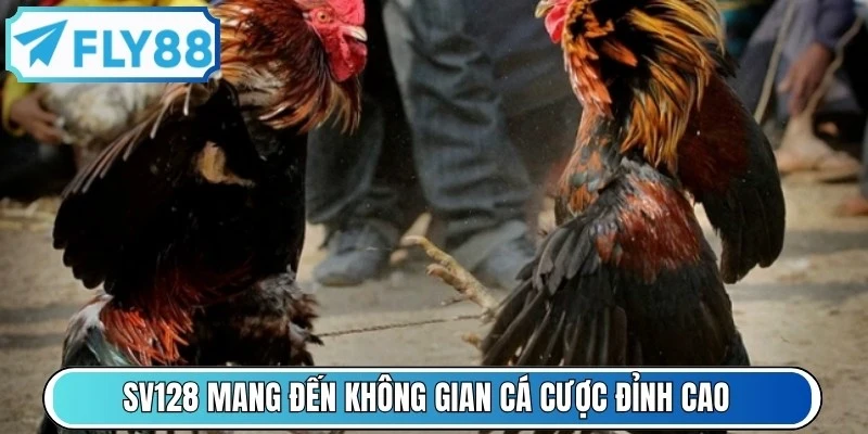 SV128 mang đến không gian cá cược đỉnh cao của các trận đá gà nảy lửa