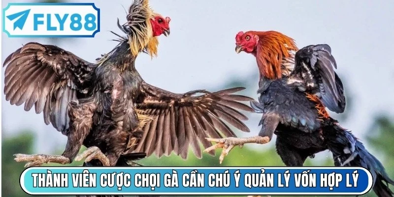 Thành viên cược chọi gà cần chú ý quản lý vốn cược hợp lý
