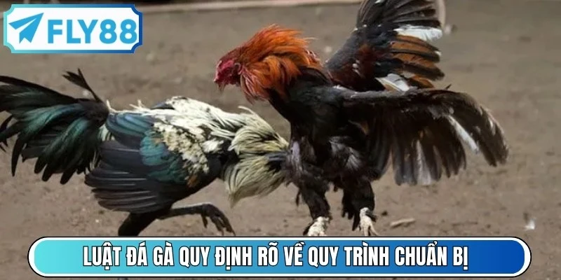 Luật đá gà quy định rất rõ về quy trình chuẩn bị trước trận đấu